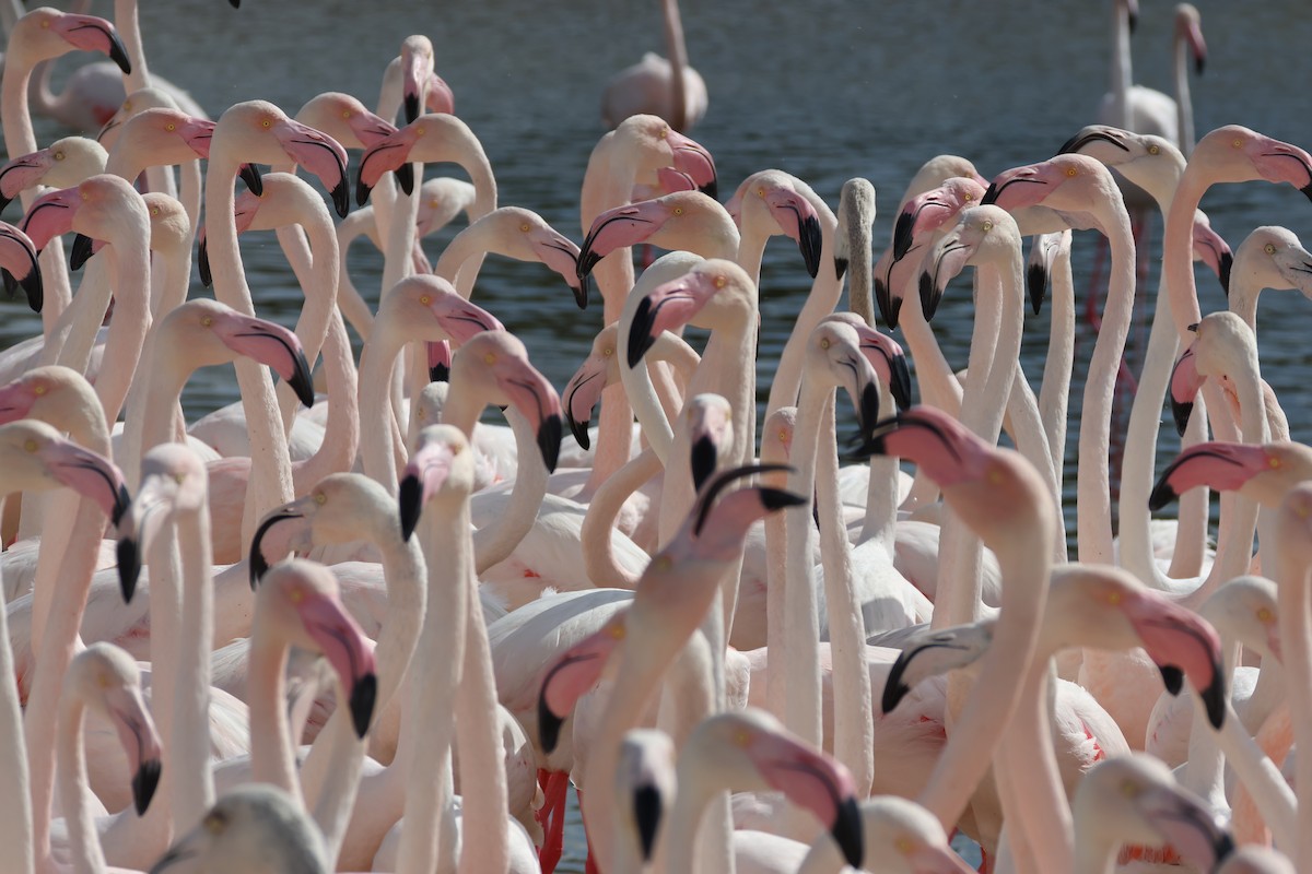 Greater Flamingo - ML639661556