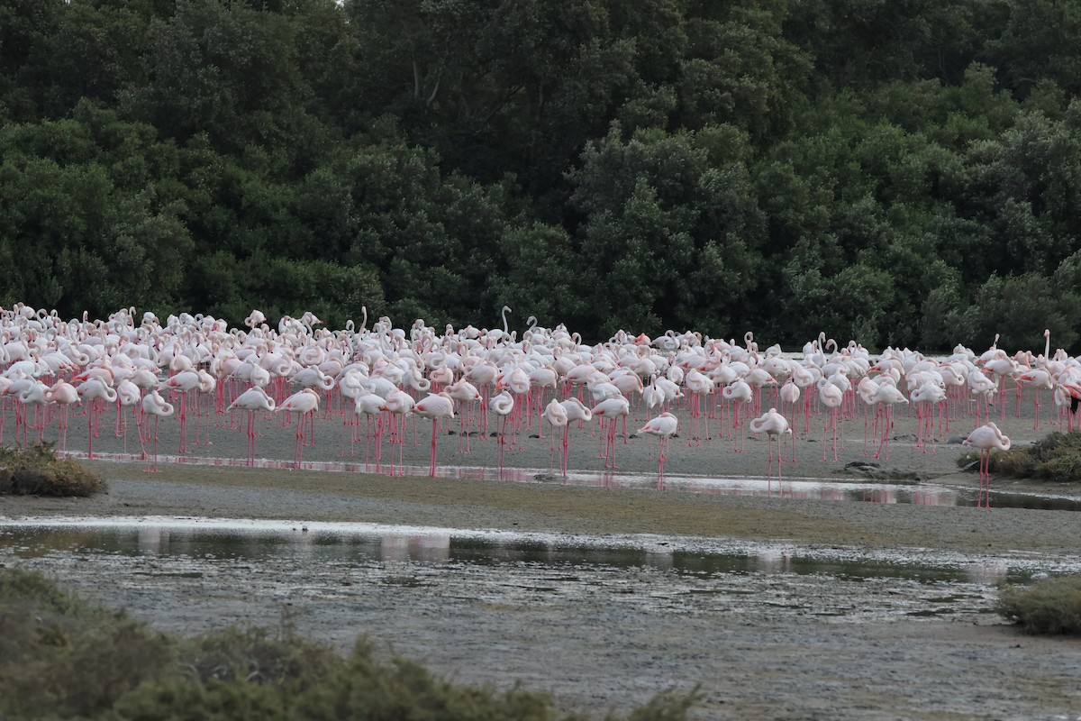 Greater Flamingo - ML639661558