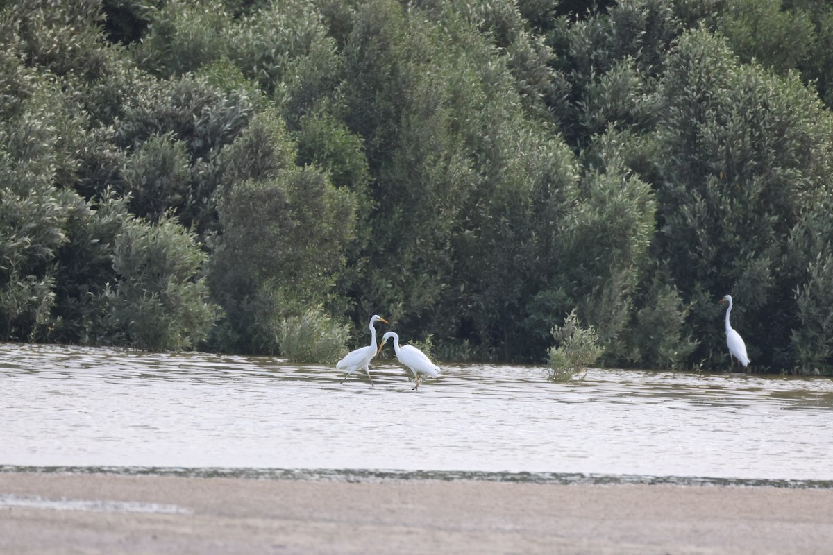 Great Egret - ML639661567