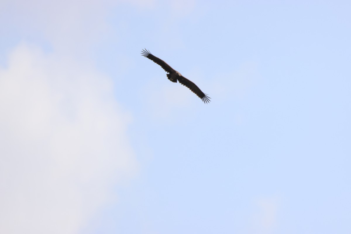 Greater Spotted Eagle - ML639661575