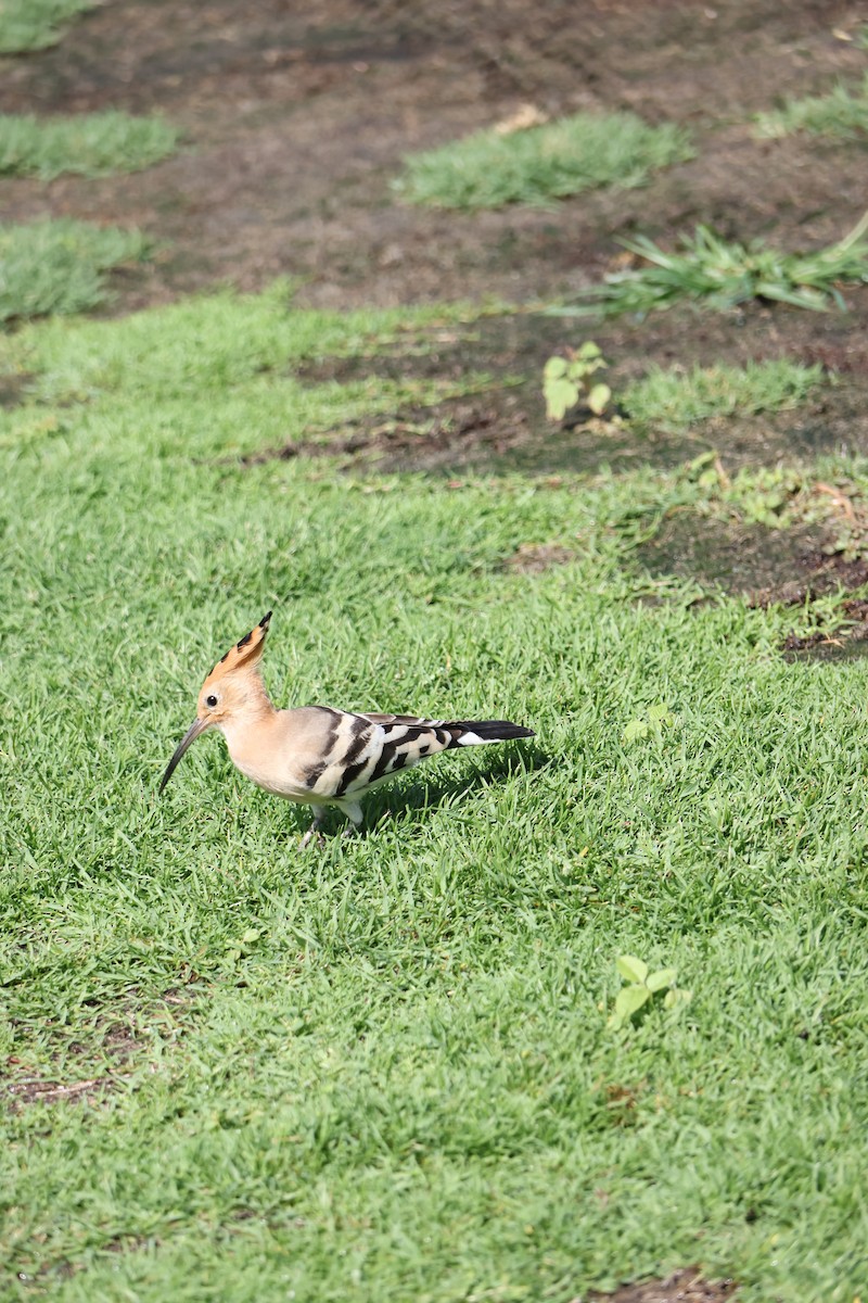 Eurasian Hoopoe - ML639661576