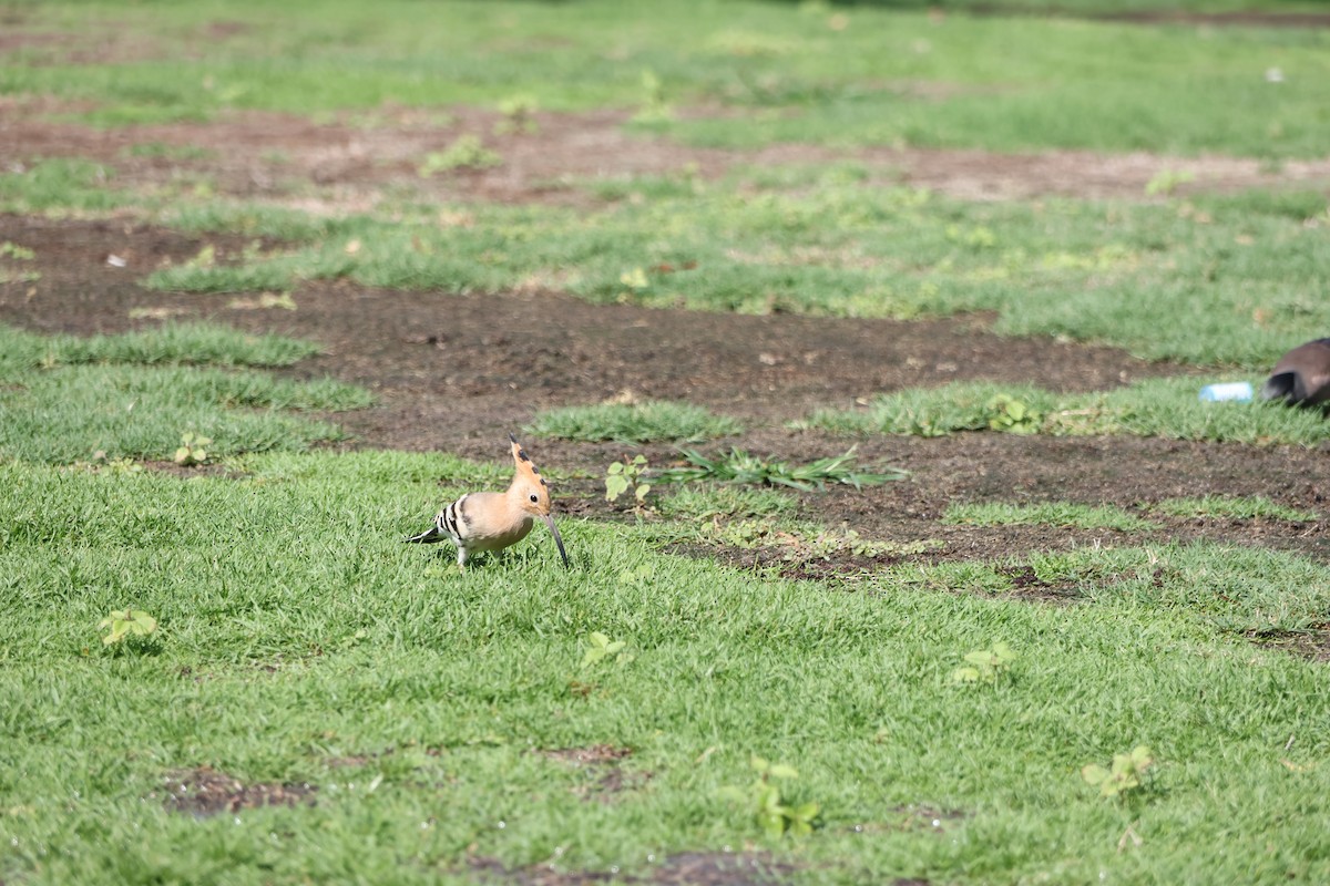 Eurasian Hoopoe - ML639661577