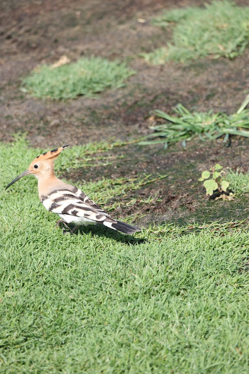 Eurasian Hoopoe - ML639661578