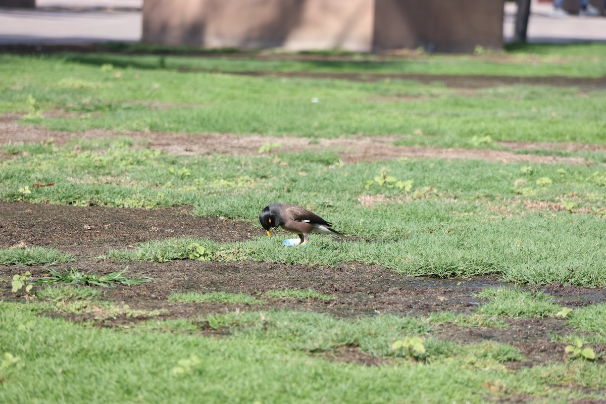 Common Myna - ML639661581