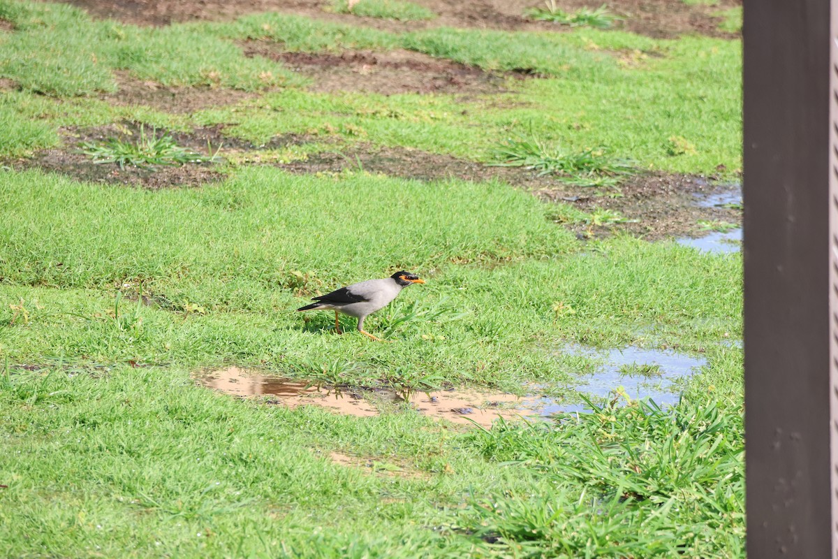 Bank Myna - ML639661596