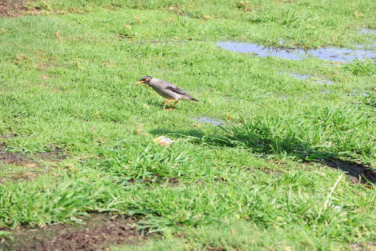 Bank Myna - ML639661597