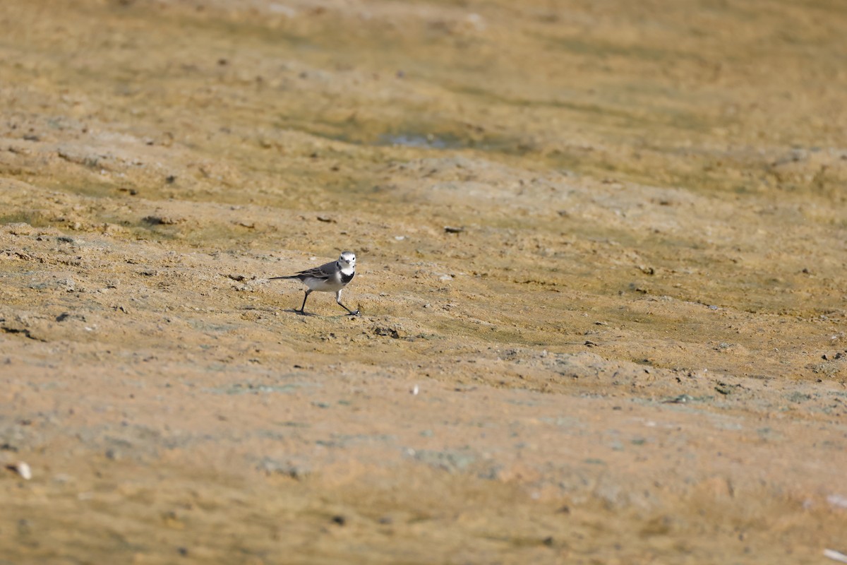 White Wagtail - ML639661604