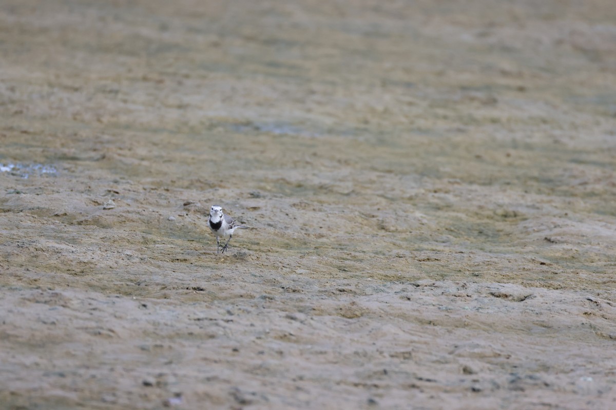 White Wagtail - ML639661605
