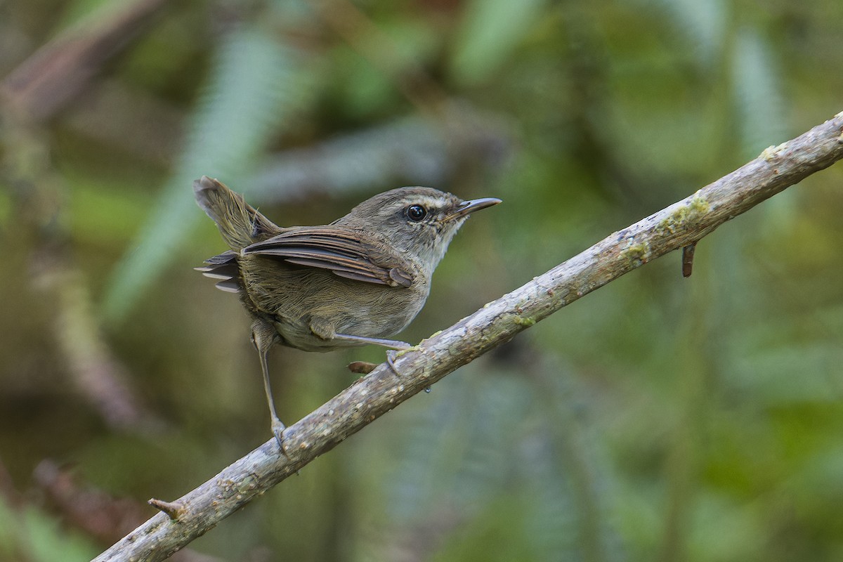 Aberrant Bush Warbler (Sunda) - ML639661651