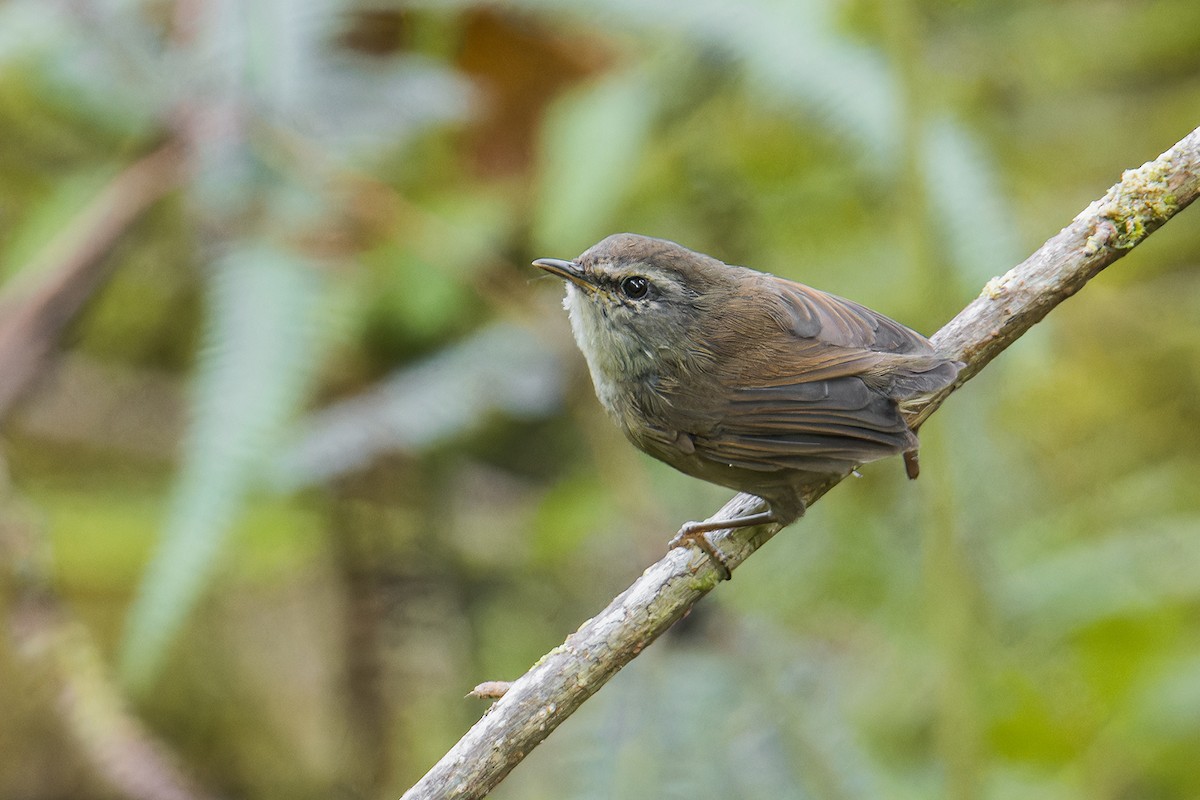 Aberrant Bush Warbler (Sunda) - ML639661652