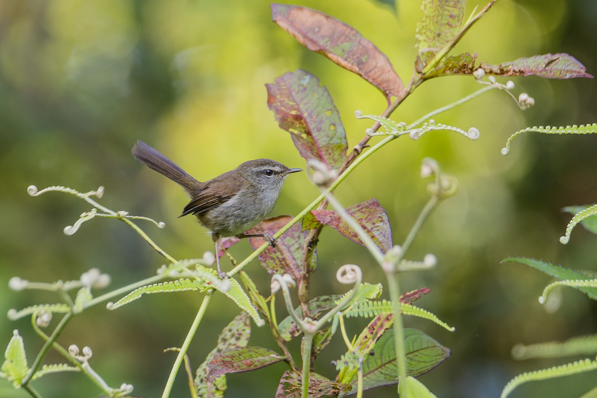 Aberrant Bush Warbler (Sunda) - ML639661653