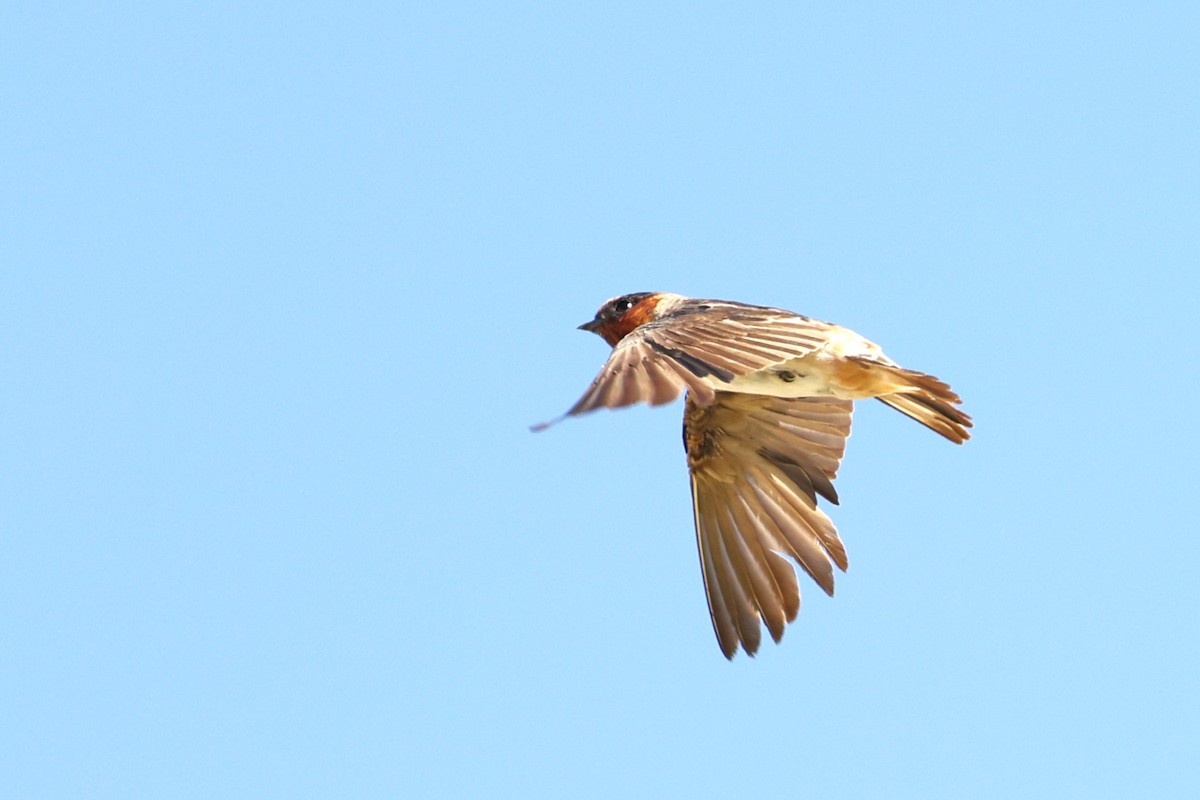 Cliff Swallow - ML639661691