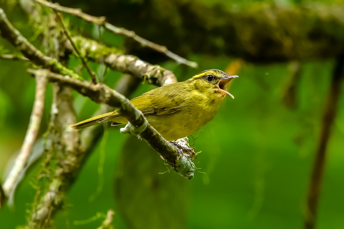 Mountain Leaf Warbler - ML639661705