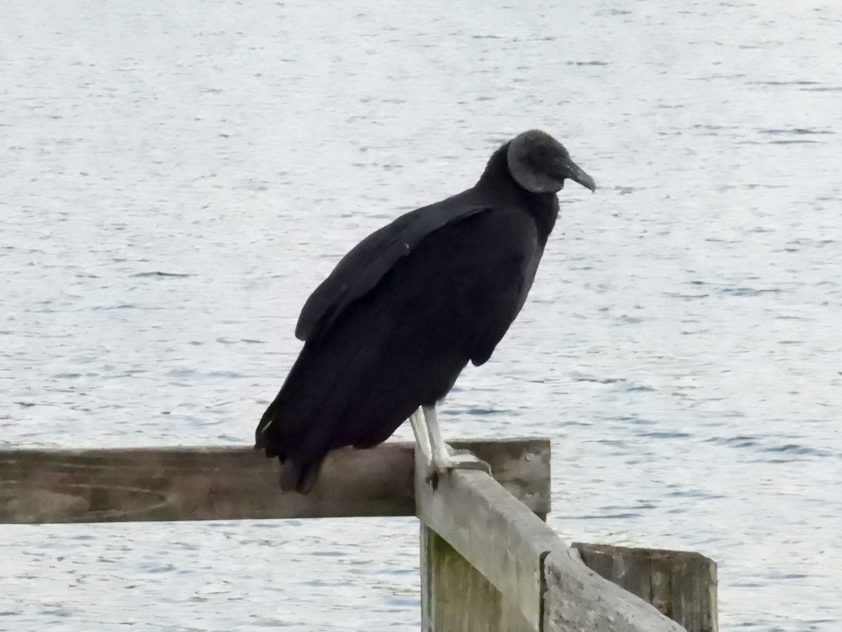 Black Vulture - ML639661728