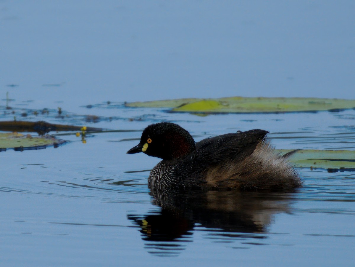 Australasian Grebe - ML639661736