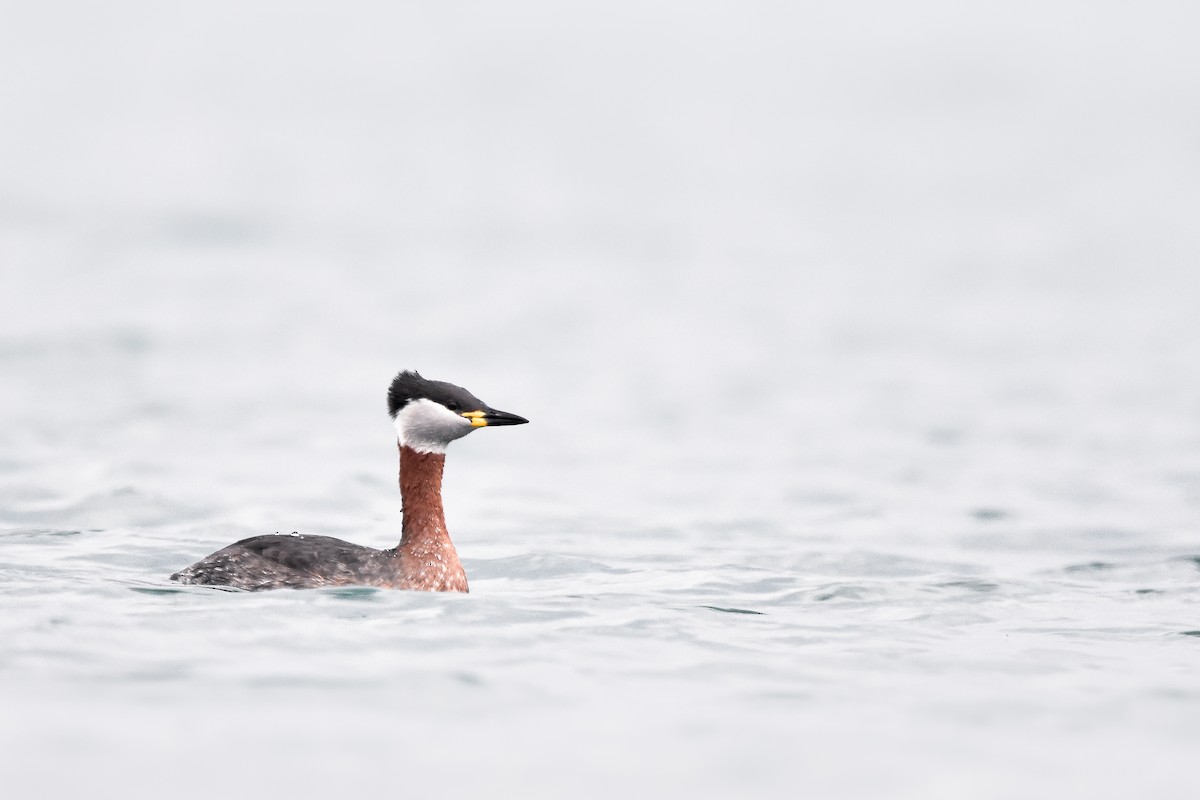 Red-necked Grebe - ML639661759