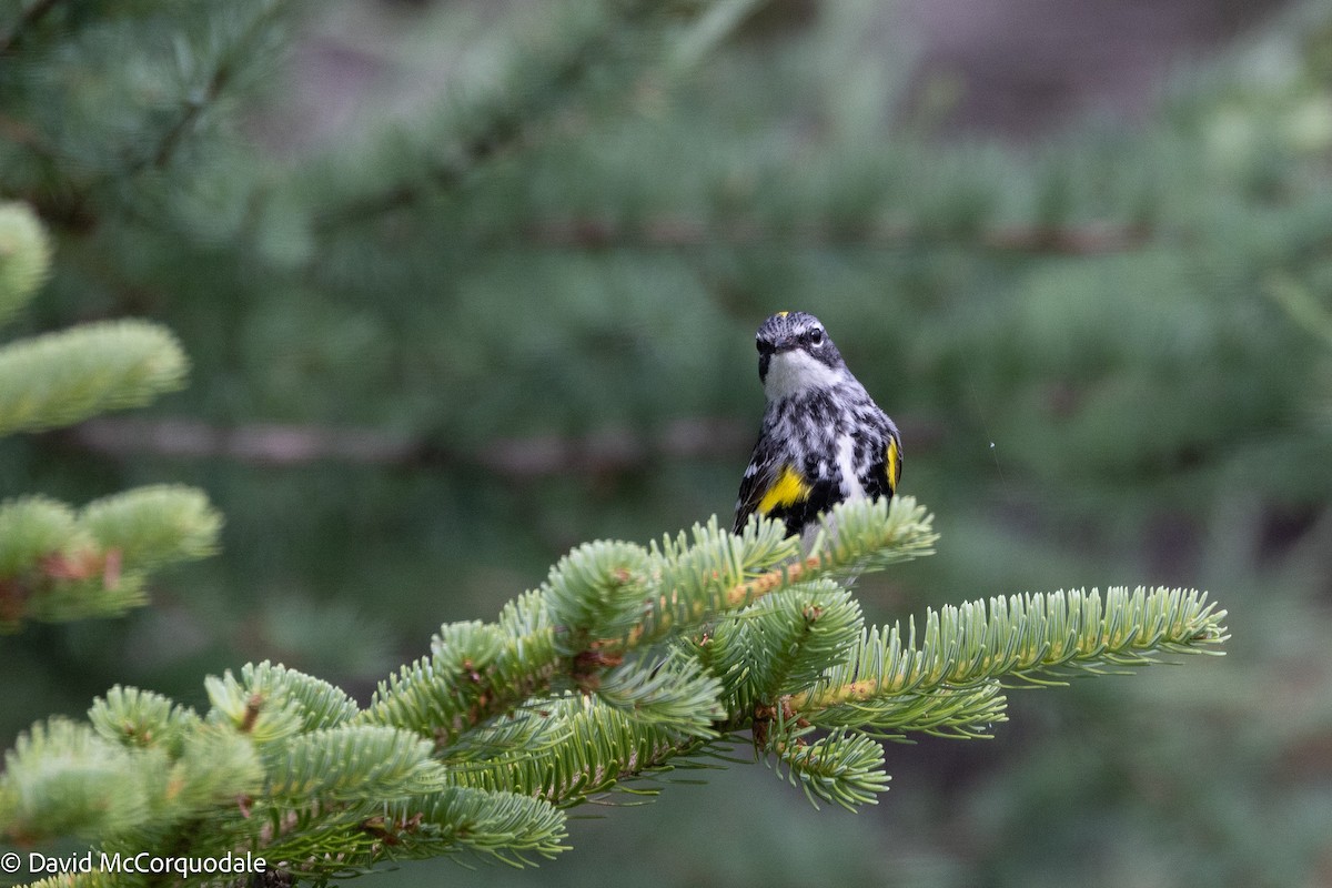 Yellow-rumped Warbler (Myrtle) - ML639661760