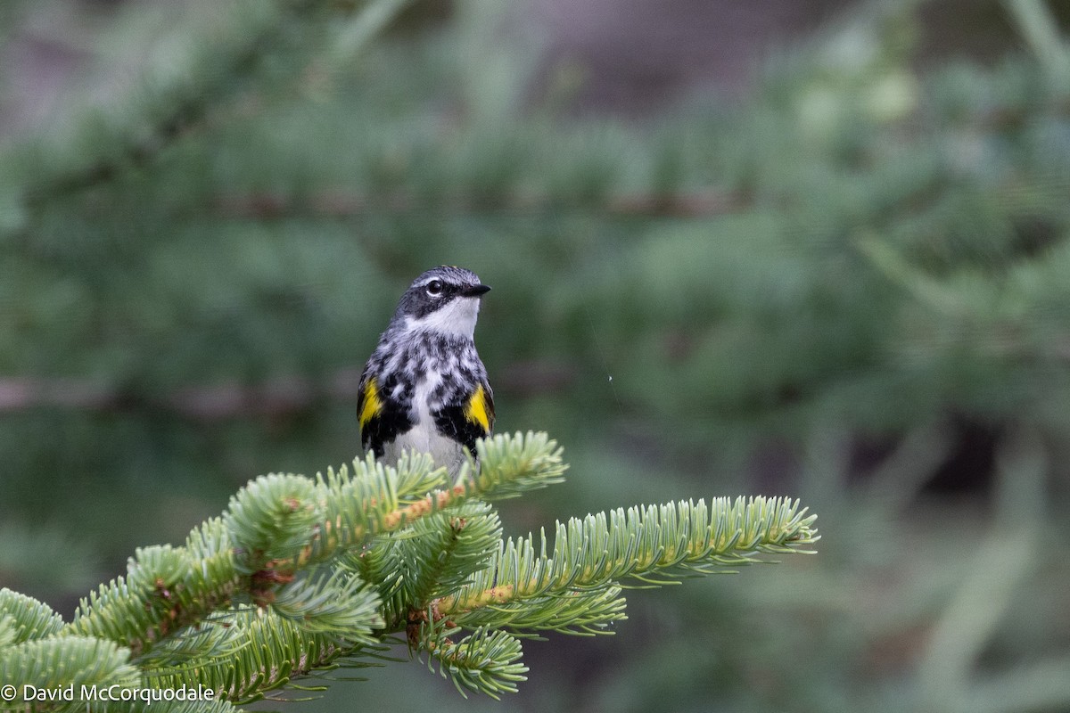 Yellow-rumped Warbler (Myrtle) - ML639661761