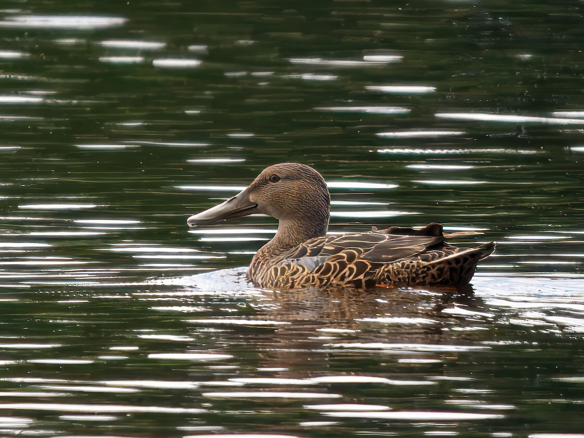 Australasian Shoveler - ML639661851