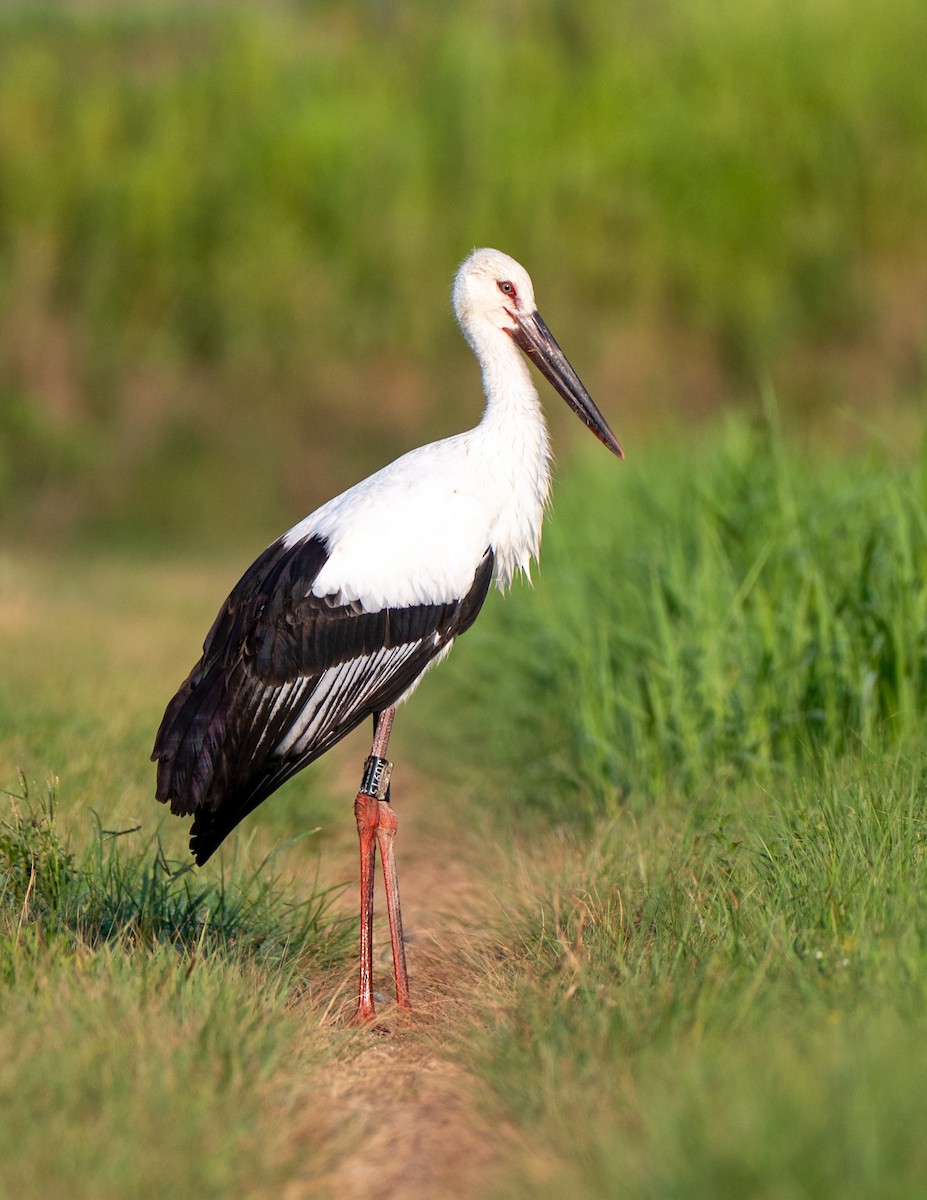 Oriental Stork - ML639661875