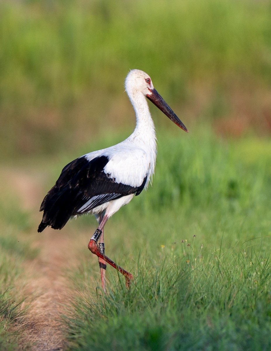 Oriental Stork - ML639661876