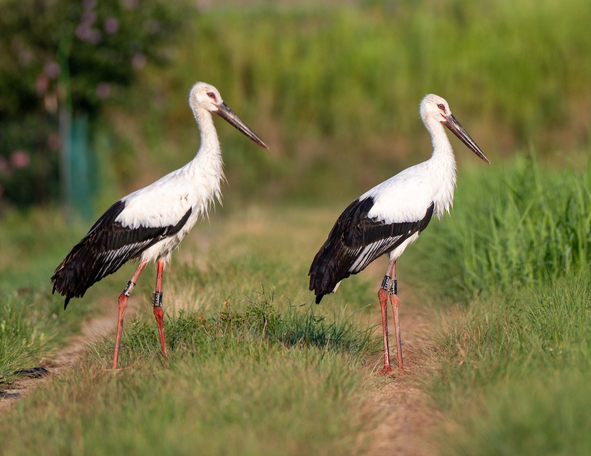 Oriental Stork - ML639661878