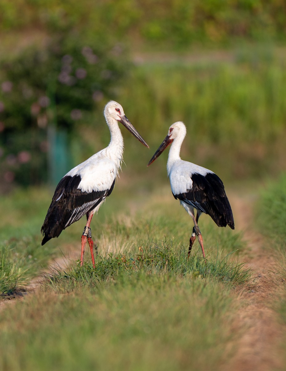 Oriental Stork - ML639661879