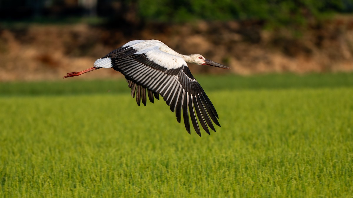 Oriental Stork - ML639661881