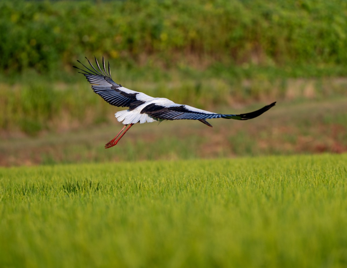 Oriental Stork - ML639661882