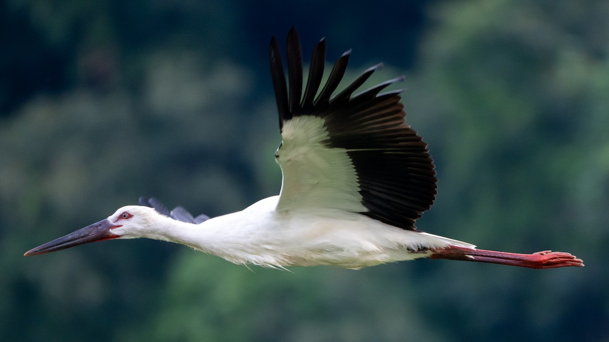 Oriental Stork - ML639661883