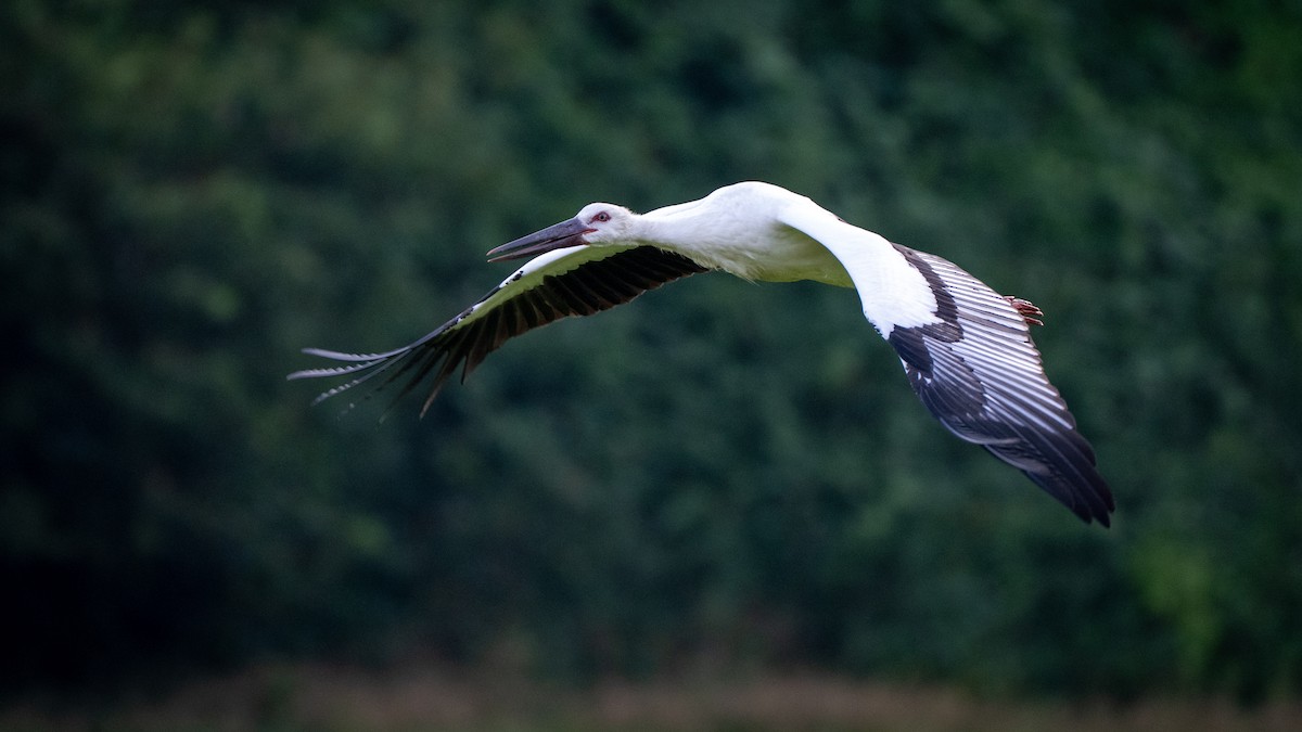Oriental Stork - ML639661884