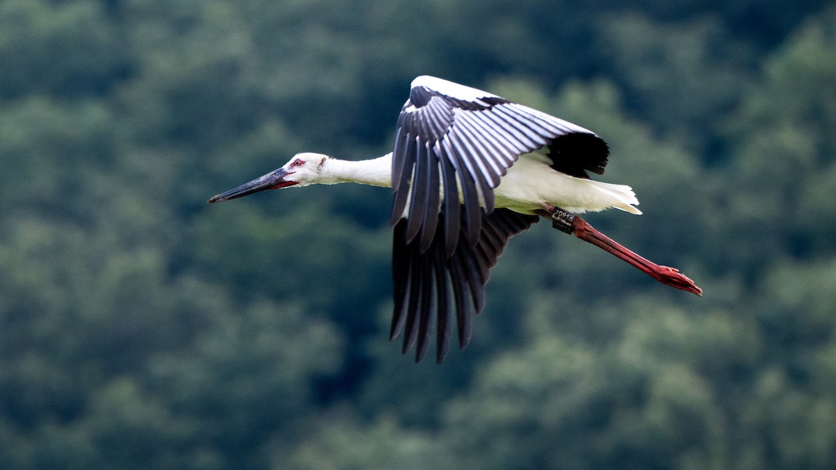 Oriental Stork - ML639661885