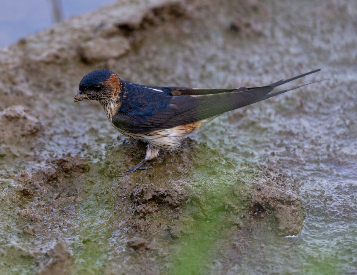 Eastern Red-rumped Swallow - ML639661902
