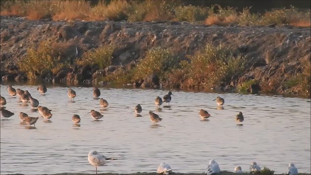 Common Redshank - ML639661913
