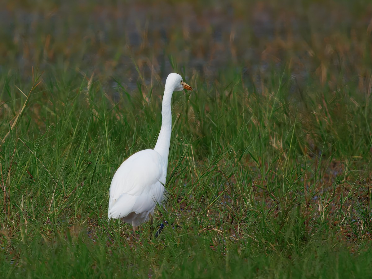 Plumed Egret - ML639661922