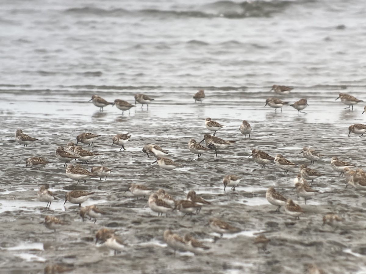 Dunlin - ML639661944