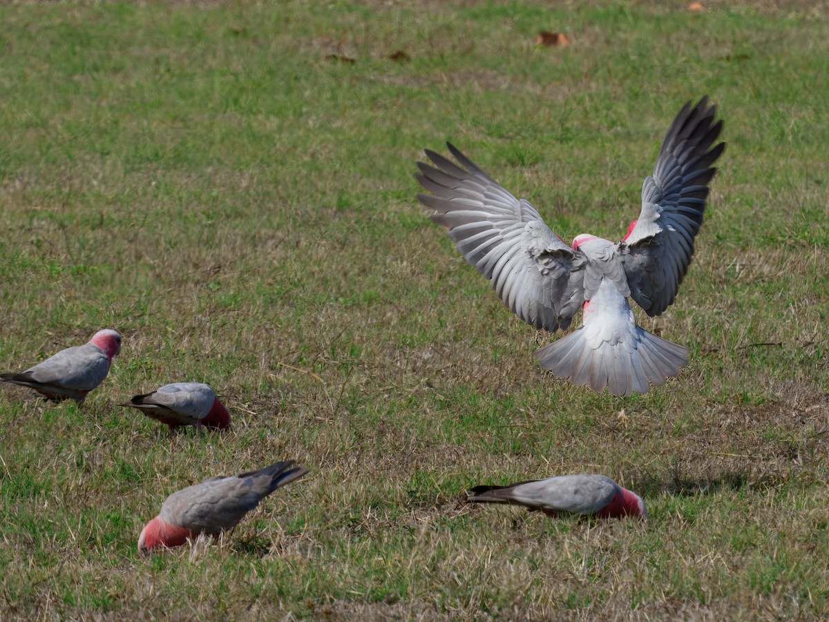 Galah - ML639661990