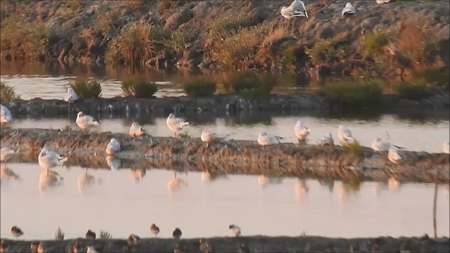 Black-headed Gull - ML639661994