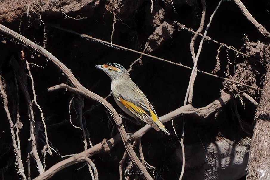 Red-browed Pardalote - ML639662015