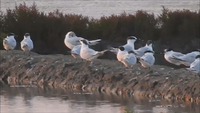 Sandwich Tern - ML639662024