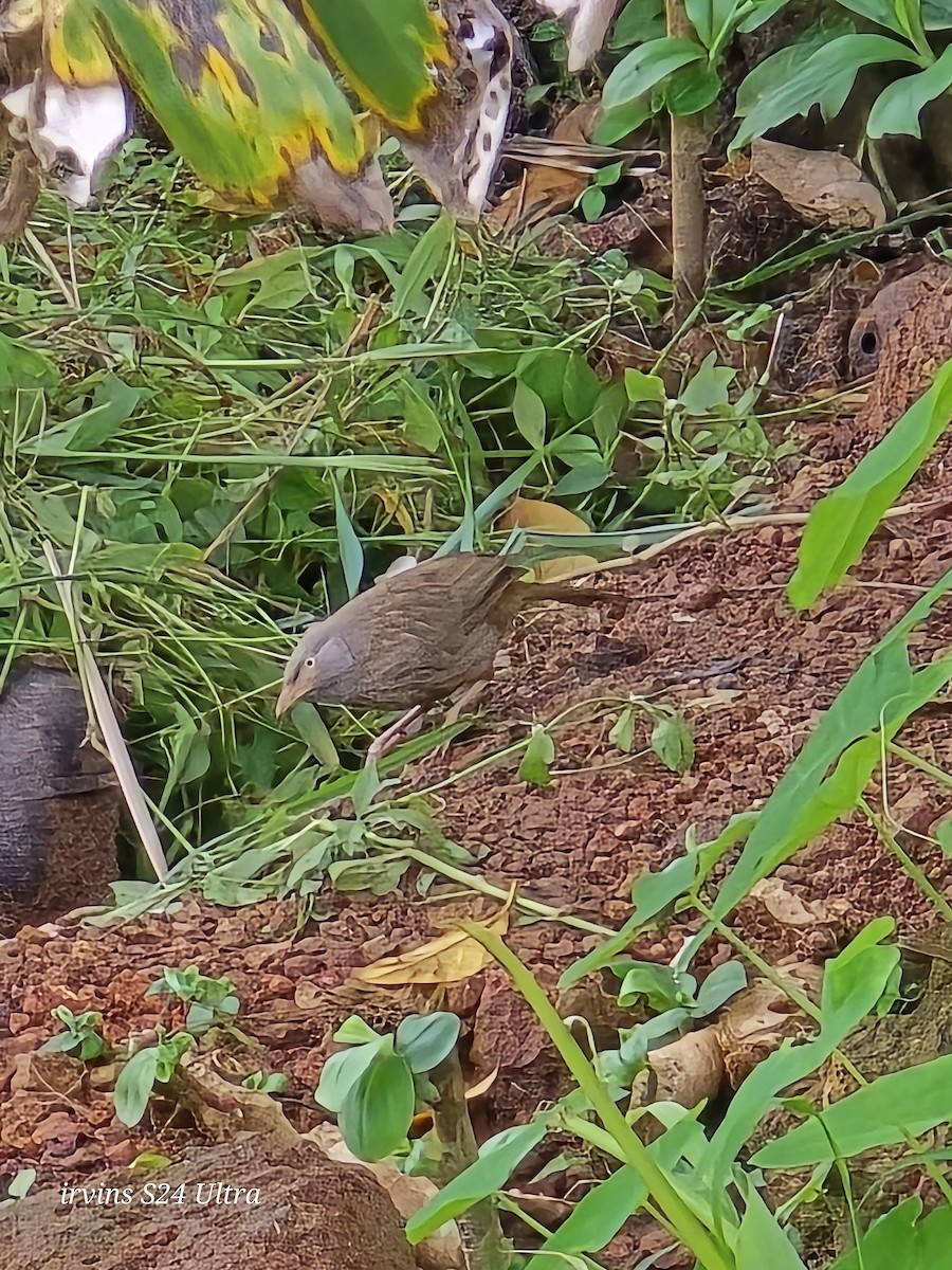 Jungle Babbler - ML639662035