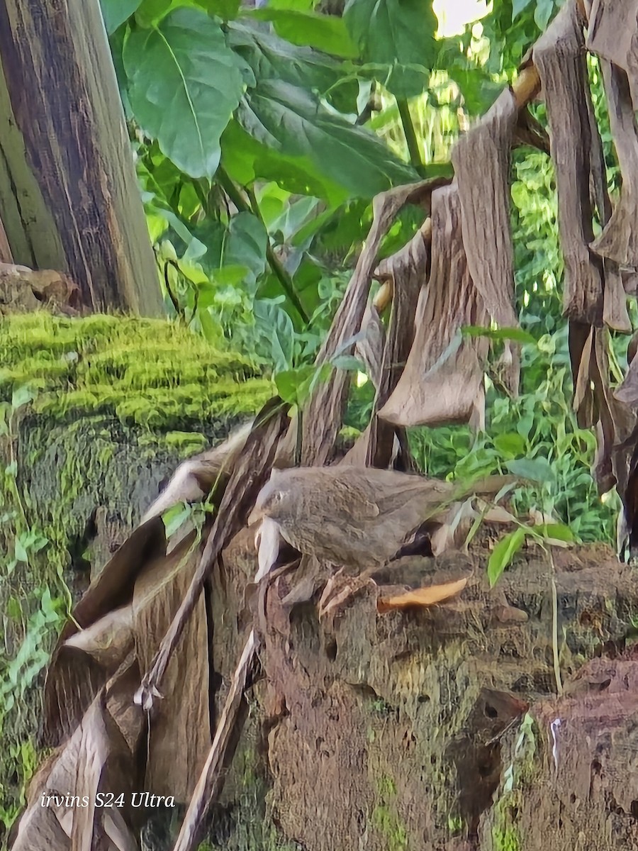 Jungle Babbler - ML639662036
