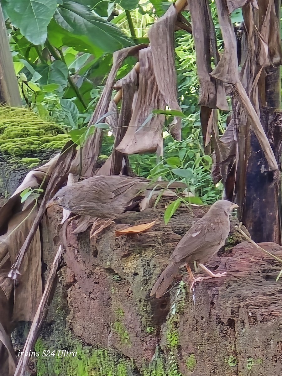 Jungle Babbler - ML639662037