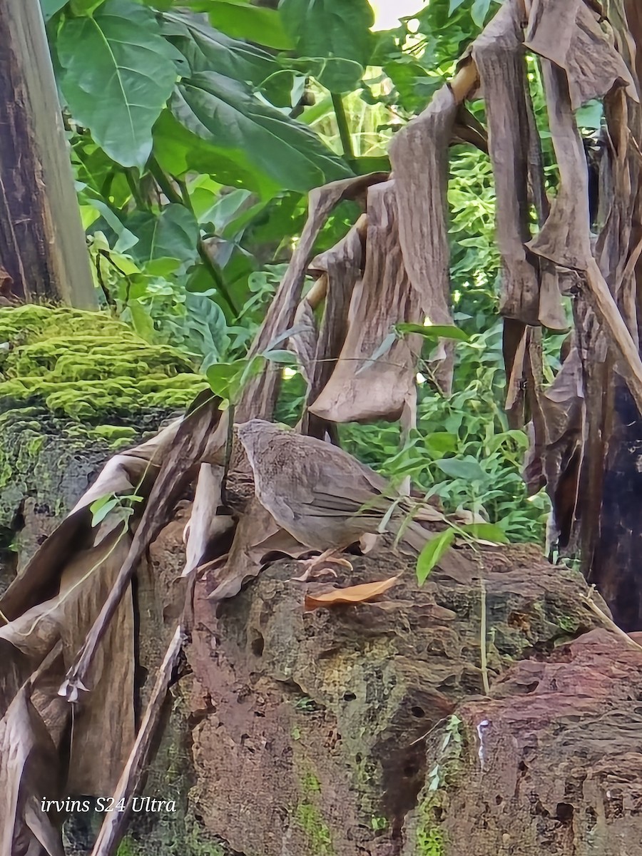 Jungle Babbler - ML639662038