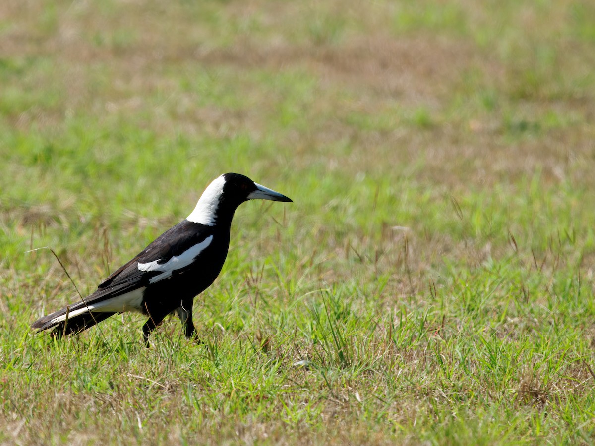 Australian Magpie - ML639662040