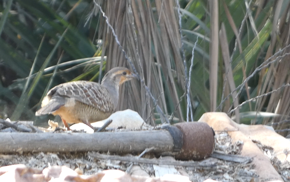 Gray Francolin - ML639662043