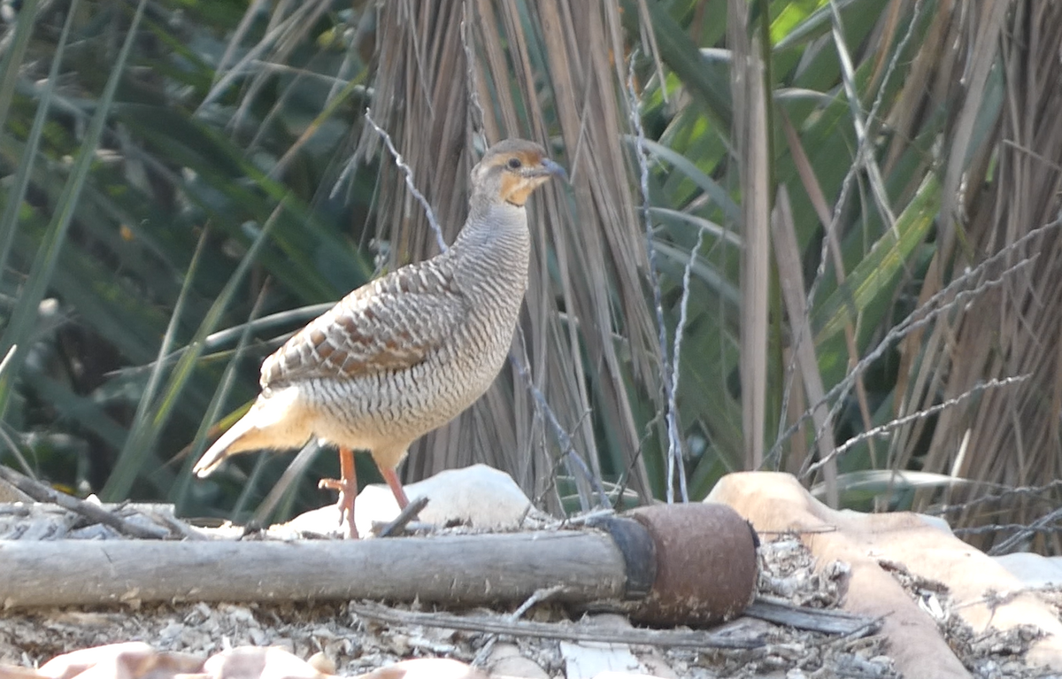 Gray Francolin - ML639662044