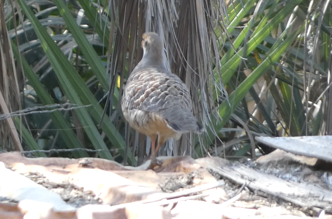 Gray Francolin - ML639662045