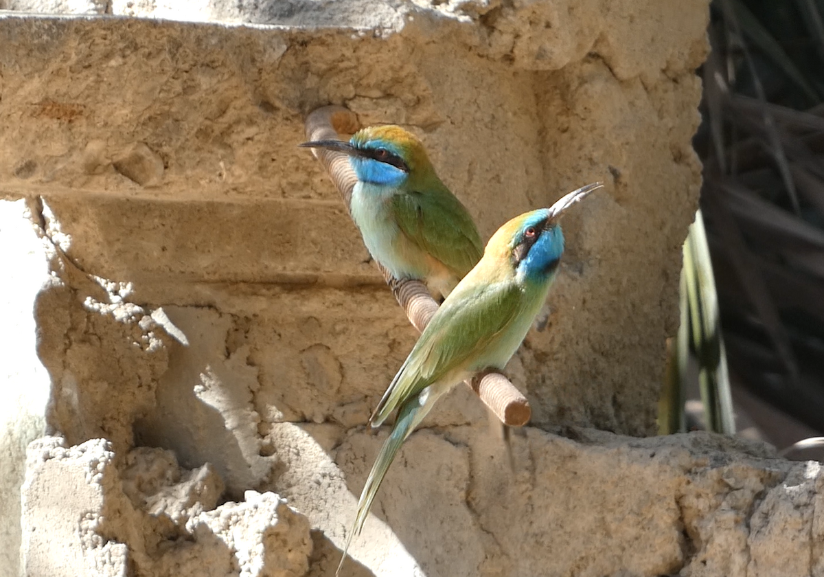 Arabian Green Bee-eater - ML639662055