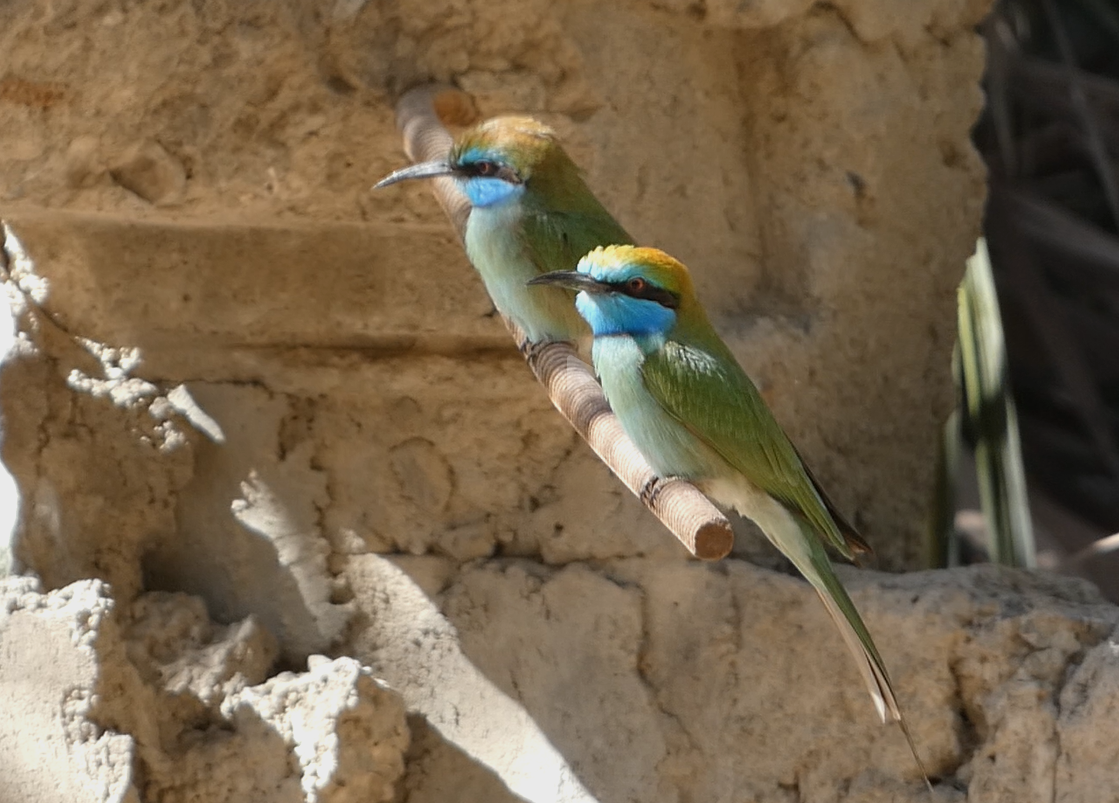 Arabian Green Bee-eater - ML639662056
